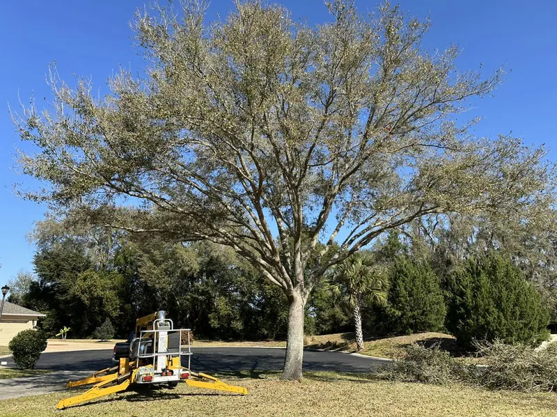 Live oak beside a boom lift trailer in a quiet cul-de-sac, typical of a The Villages neighborhood