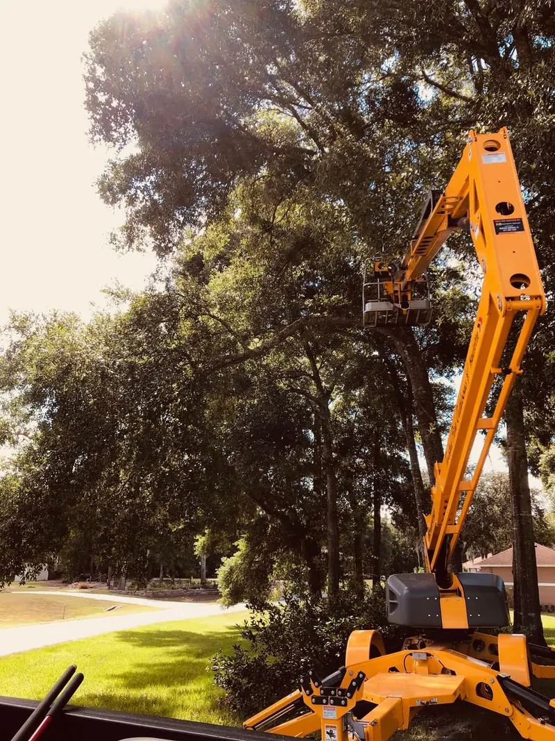 Boom lift bucket reaching into a large live oak canopy during a structural trim in a Central Florida yard