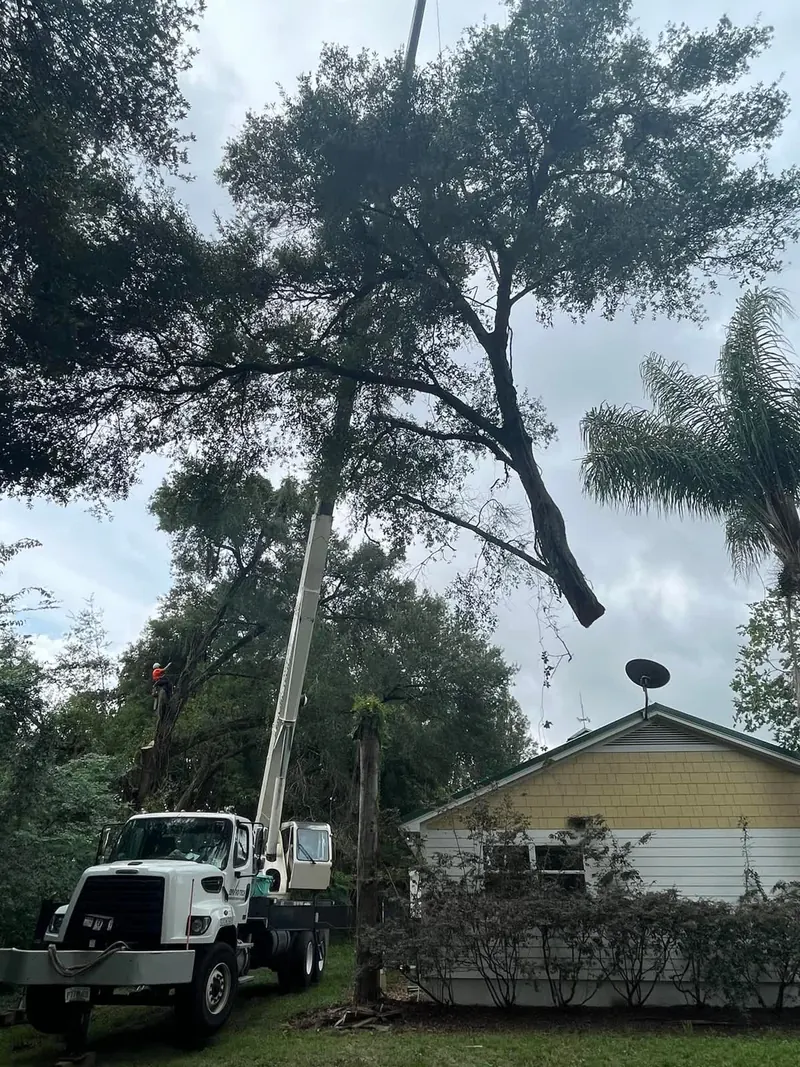 Crane arm reaching into a large live oak canopy with a climber working aloft near a house