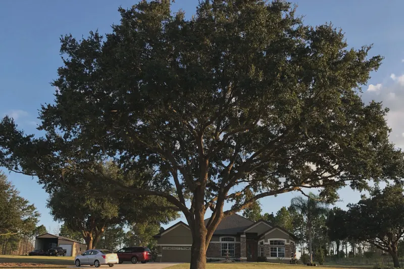 Large healthy live oak shading a Central Florida home, typical of an older Lady Lake street