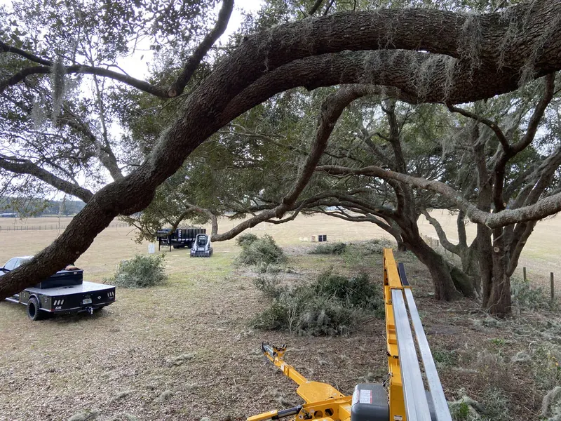 Moss-draped live oak branch arching over open pasture with fence posts and equipment staged in the distance, typical of Ocala horse-country land