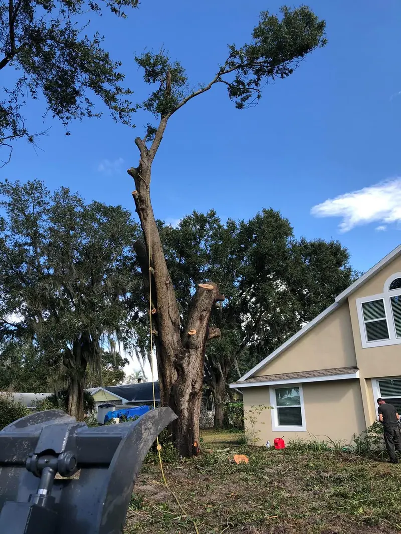 A large oak beside a two-story home partway through a sectional removal, with the limbs already taken down, a rigging line in place and a loader bucket in the foreground