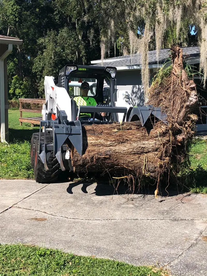 Skid steer with a grapple attachment hauling a large tree trunk and rootball off a residential driveway